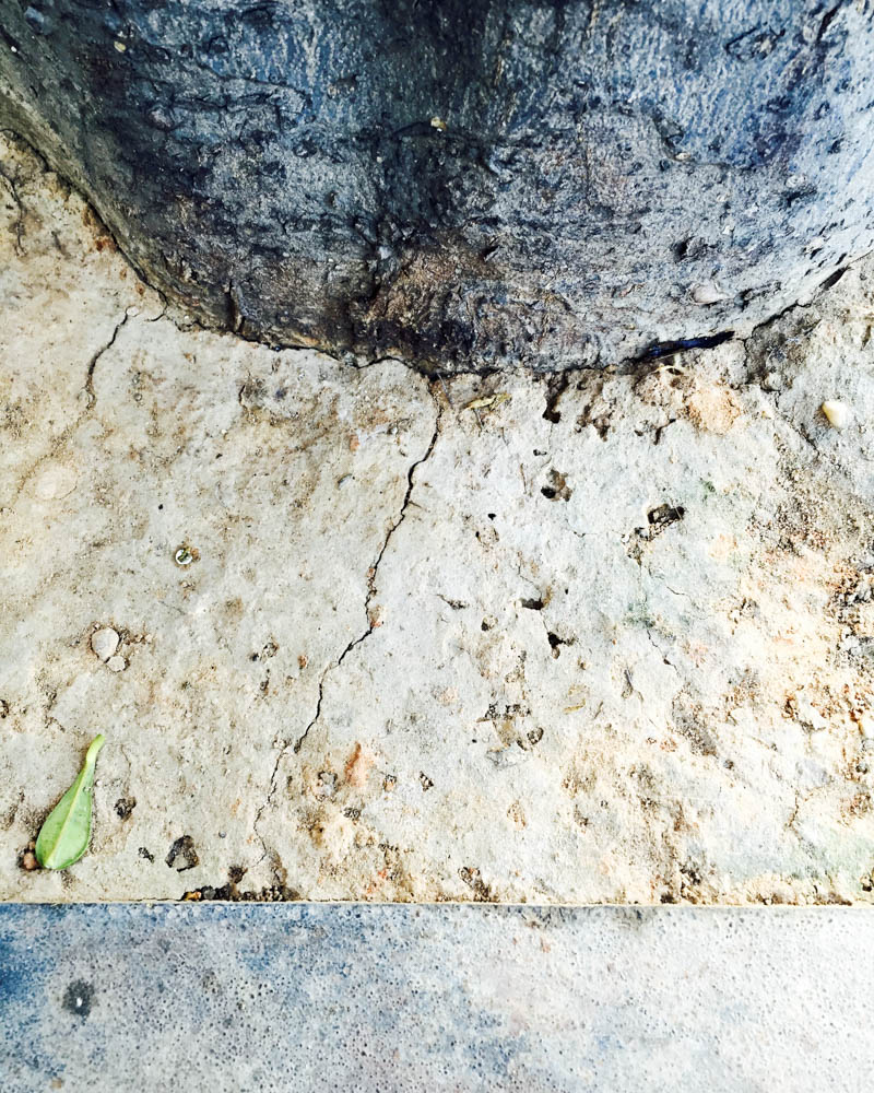 The same ground at the foot of the tree the next day, the bird gone, one green leaf left.